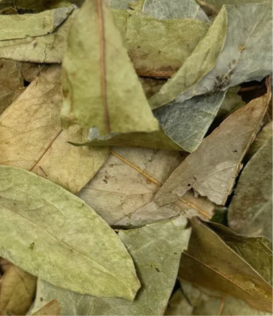 Soursop leaves