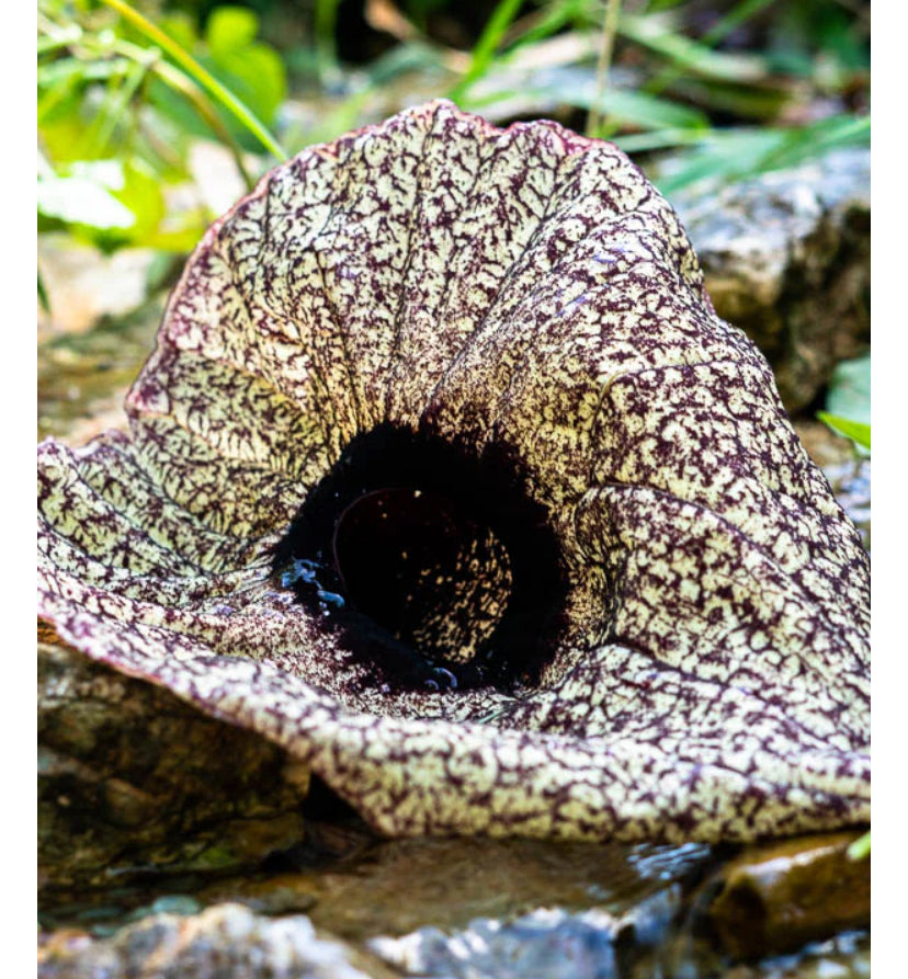 Sun Dried Duck Flower Detox