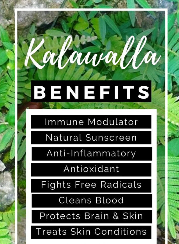 Autoimmune Care Package (1lb Autoimmune Tea bags & 100 capsules)