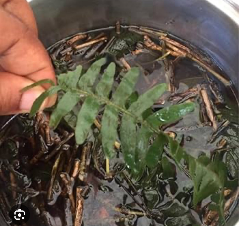 Autoimmune Care Package (1lb Autoimmune Tea bags & 100 capsules)