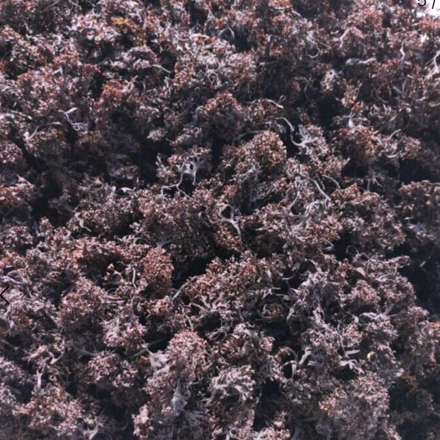 4oz Irish Moss (whole leaf)